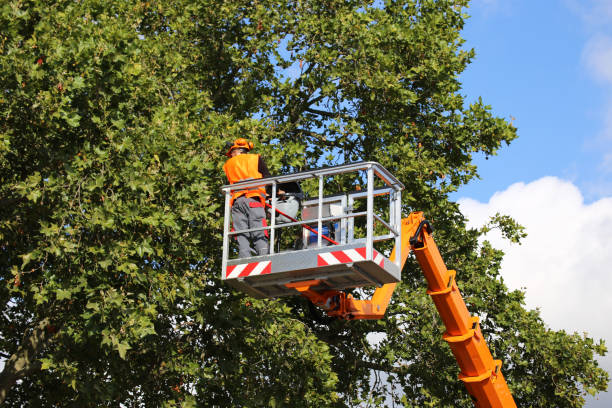 How Our Tree Care Process Works  in  Champlin, MN